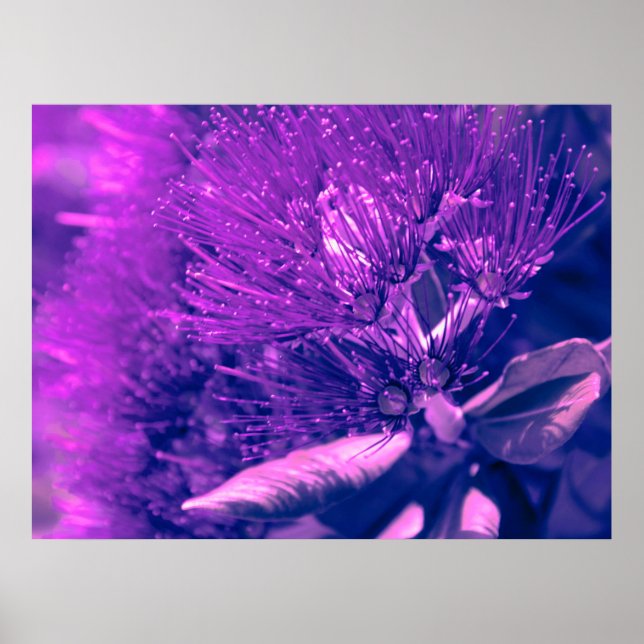 Lila Pohutukawa Träd Poster (Framsidan)