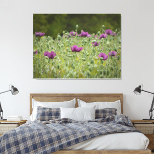 Lila Poppies i blooming Meadow Canvastryck