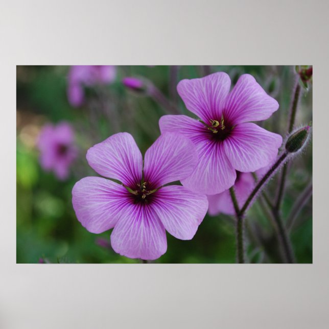 Lila Poppies Poster (Framsidan)