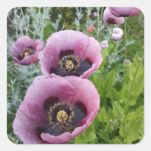 Lila Poppy Poppies Flower Car Luft Freshener Fyrkantigt Klistermärke