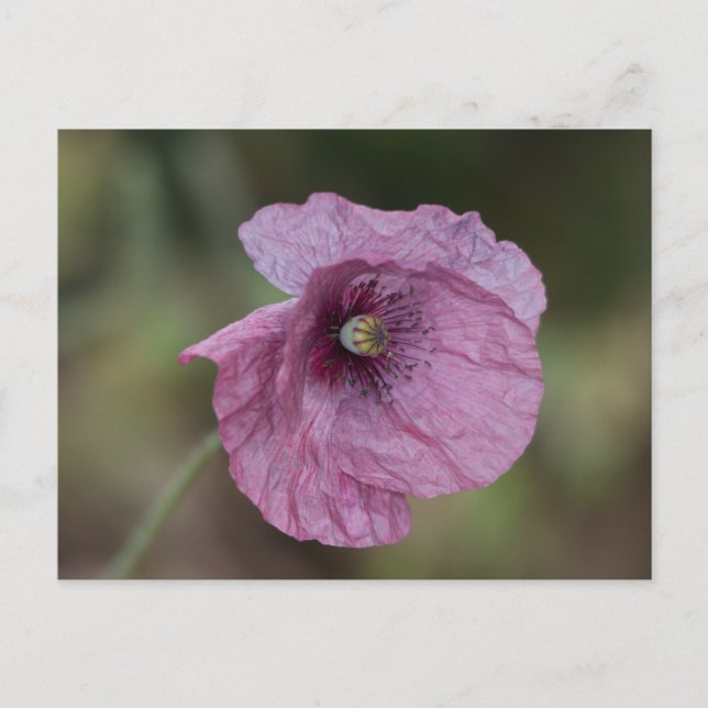 Lila Poppy Postcard Vykort (Framsida)