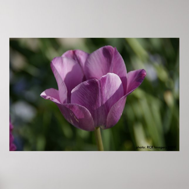 Lila Poster (Framsidan)