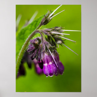 Lila Poster Pappert i blomman (projektionsyta)