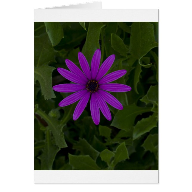 Lila Power Hälsningskort (Framsidan)