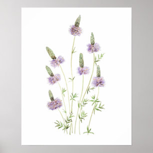 lila prairie klöver vattenfärg poster