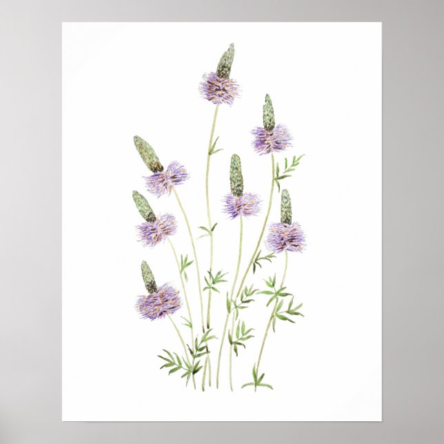 lila prairie klöver vattenfärg poster (Framsidan)