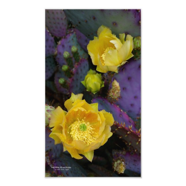 Lila prickly pear opuntia cactus gula blommor fototryck (Framsidan)
