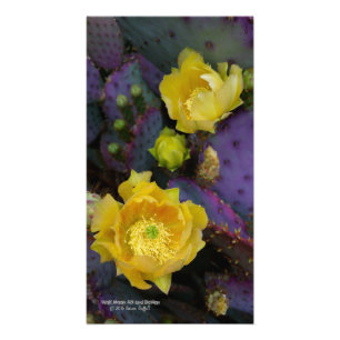 Lila prickly pear opuntia cactus gula blommor fototryck