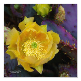 Lila prickly pear opuntia cactus gula blommor fototryck