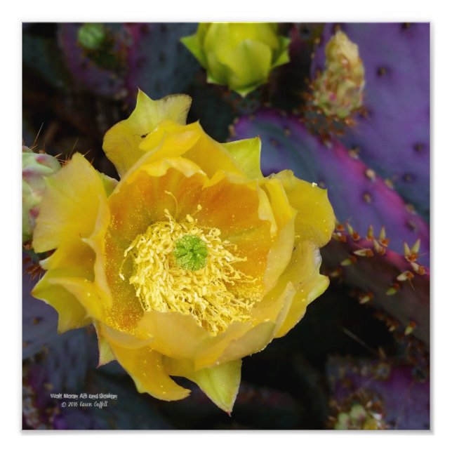 Lila prickly pear opuntia cactus gula blommor fototryck (Framsidan)