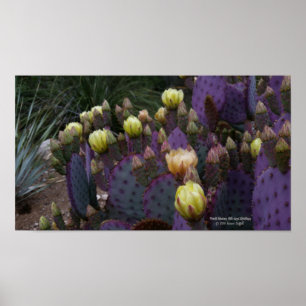 Lila prickly pear opuntia cactus gula blommor poster