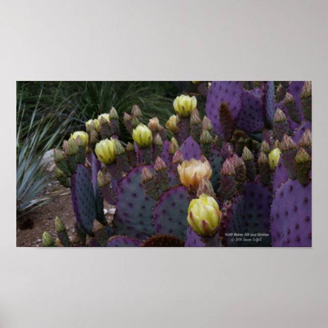 Lila prickly pear opuntia cactus gula blommor poster (Framsidan)