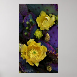 Lila prickly pear opuntia cactus gula blommor poster