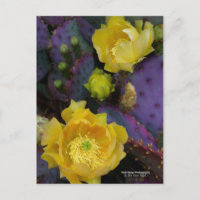 Lila prickly pear opuntia cactus gula blommor