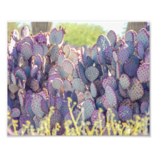 Lila prickly Pears Fotoutskrift Fototryck