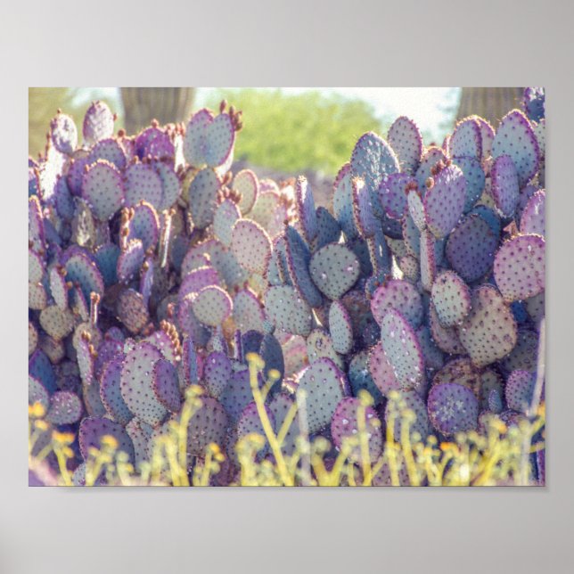 Lila prickly Pears | POSTER (Framsidan)