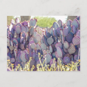 Lila prickly Pears vykort