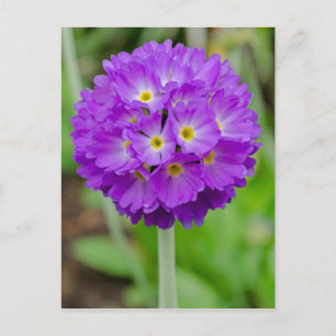 Lila Primula Flower vycard Vykort