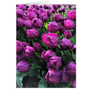 Lila Prince Tulips Hälsningskort