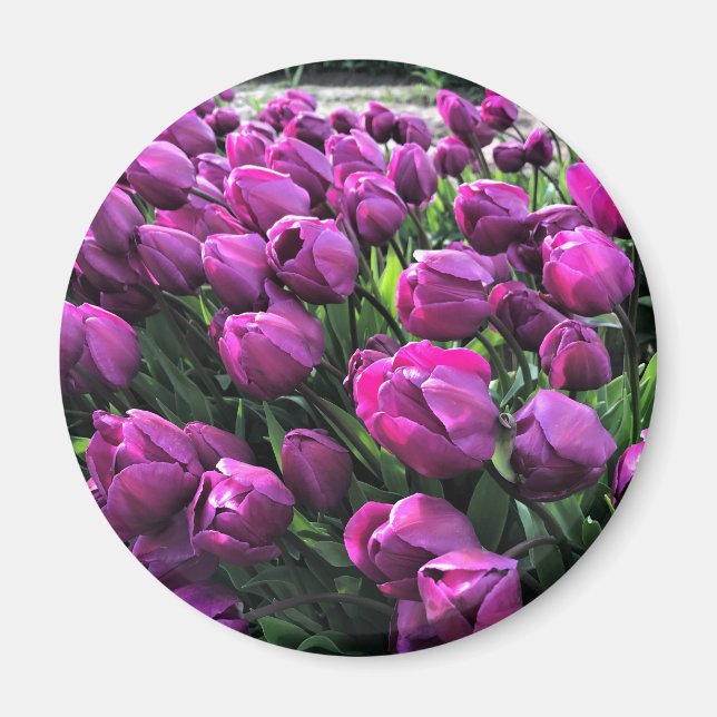 Lila Prince Tulips Magnet (Framsidan)