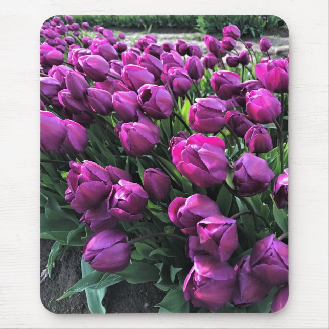 Lila Prince Tulips Musmatta (Framsidan)