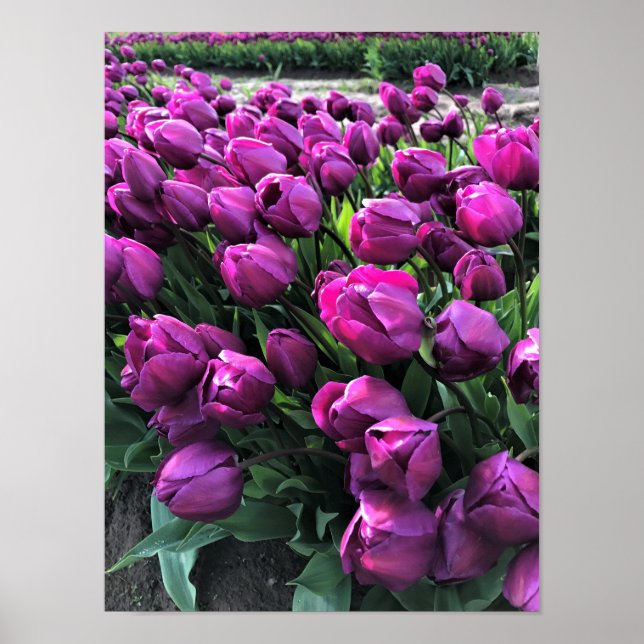 Lila Prince Tulips Poster (Framsidan)