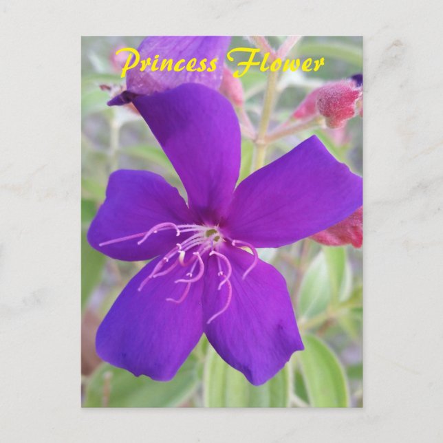 Lila Princess Flower - postkort för snigel Vykort (Framsida)