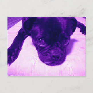 Lila Pug Vykort