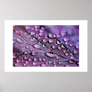 Lila Rain Poster