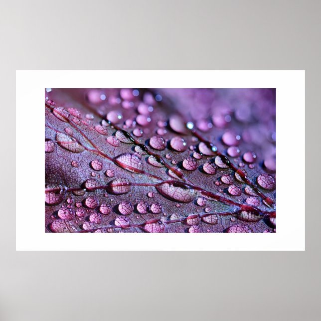 Lila Rain Poster (Framsidan)