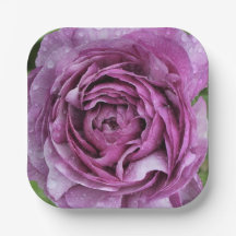 Lila Ranunculus
