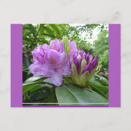 Lila Rhododendron Flowers & Buds DIY Postcard Vykort