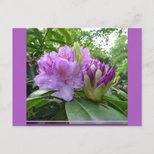 Lila Rhododendron Flowers & Buds DIY Postcard Vykort