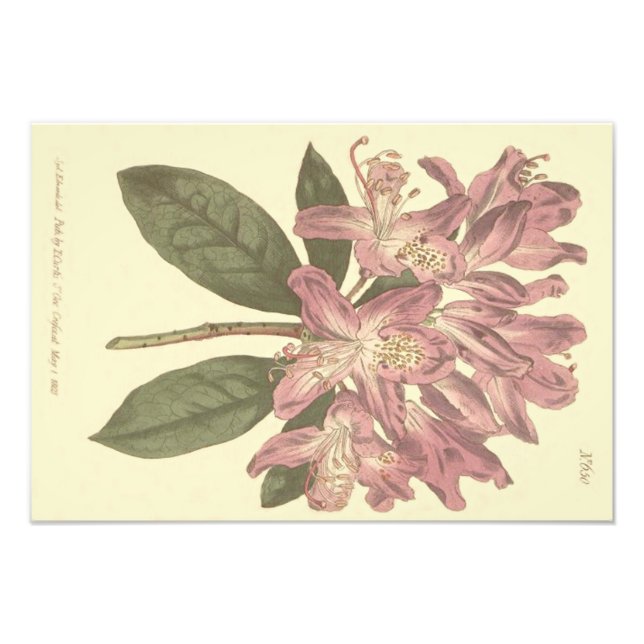 Lila Rhododendron Illustration Fototryck (Framsidan)