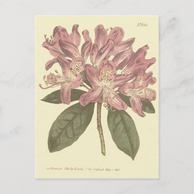 Lila Rhododendron Illustration Vykort (Framsida)