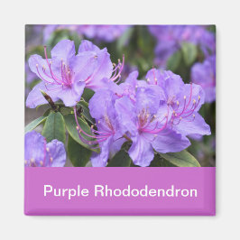 lila rhododendron magnet