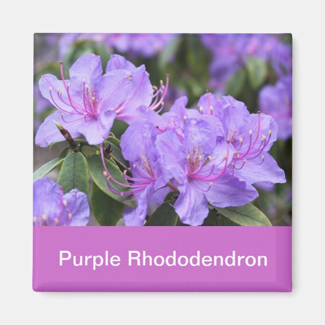 lila rhododendron magnet (Framsidan)