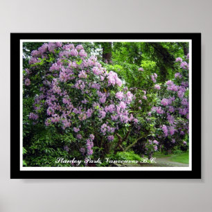 Lila Rhododendrons Poster