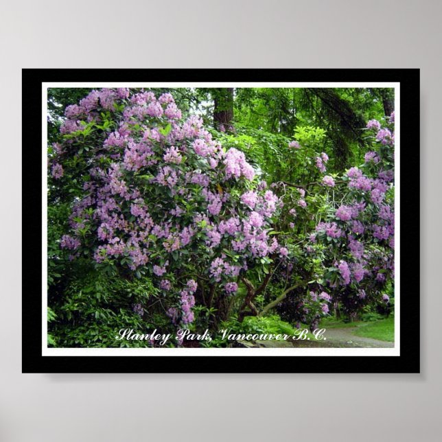 Lila Rhododendrons Poster (Framsidan)