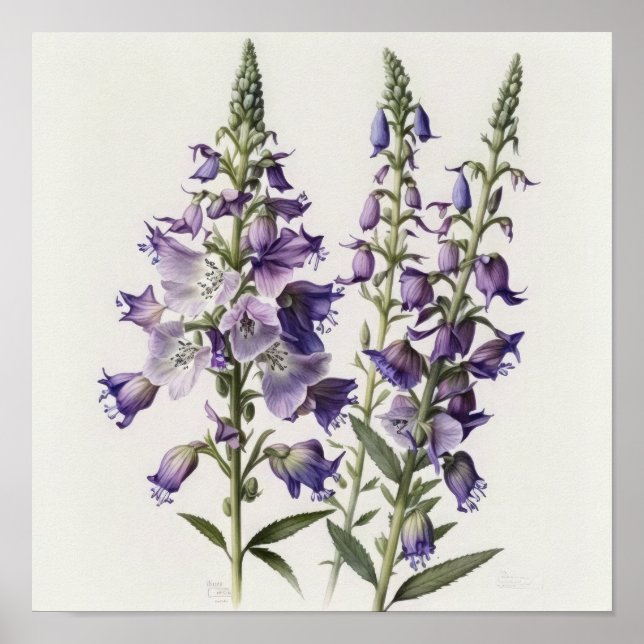Lila Riddarsporre Blomma Konsttryck Affisch (Framsidan)