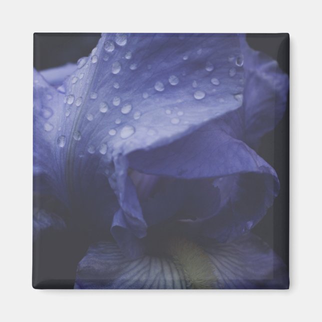 Lila Ro Flower Magnet (Framsidan)