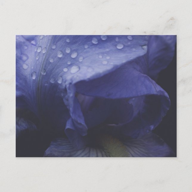 Lila Ro Flower Vykort (Framsida)