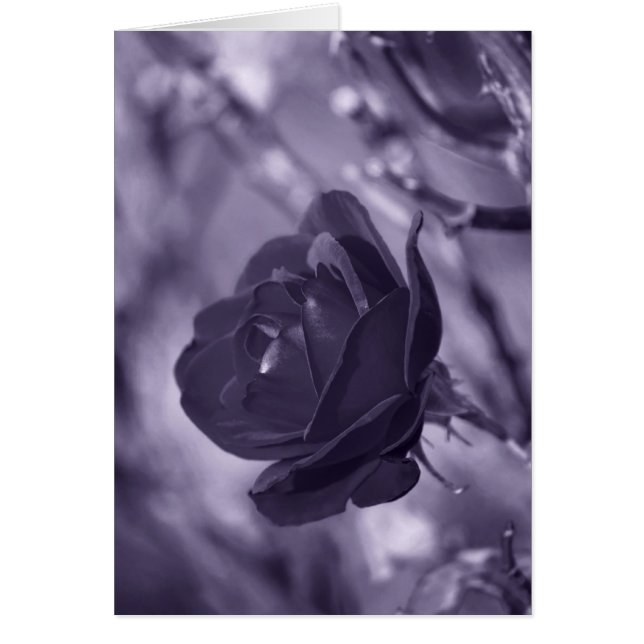 Lila Ro Hälsningskort (Framsidan)