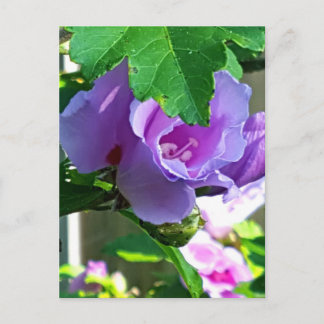 Lila Ro i Sharon eller Hibiscus Syriacus Vykort