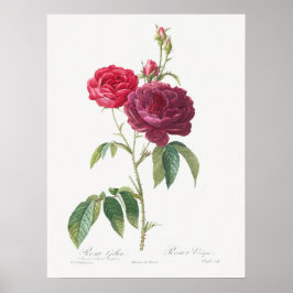Lila Ro Rosa Gallica Pierre Joseph Redoute Poster