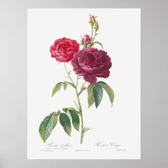Lila Ro Rosa Gallica Pierre Joseph Redoute Poster (Framsidan)