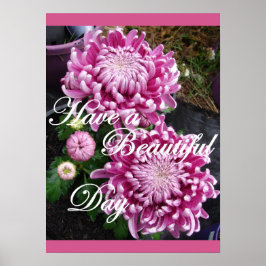 Lila Rosa Chrysanthemum Blommigt Flowers Poster