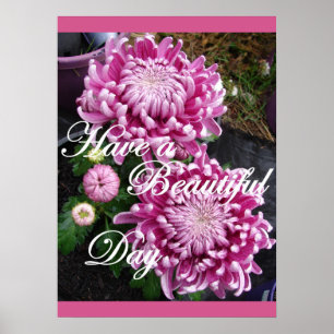 Lila Rosa Chrysanthemum Blommigt Flowers Poster
