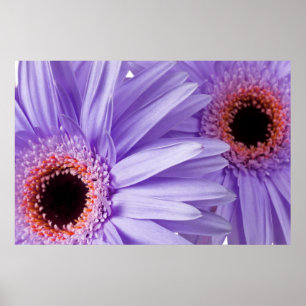 Lila Rosa Daisy Anpassade Daisy mall Poster