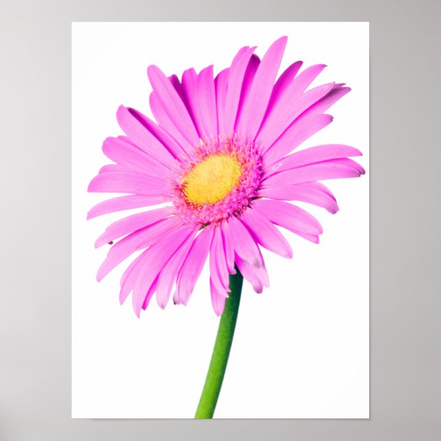 Lila Rosa Daisy Anpassade Daisy mall Poster (Framsidan)